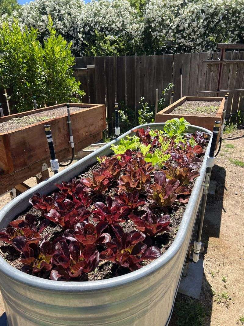 Provide Adequate Sunlight for Healthy Vegetable Growth