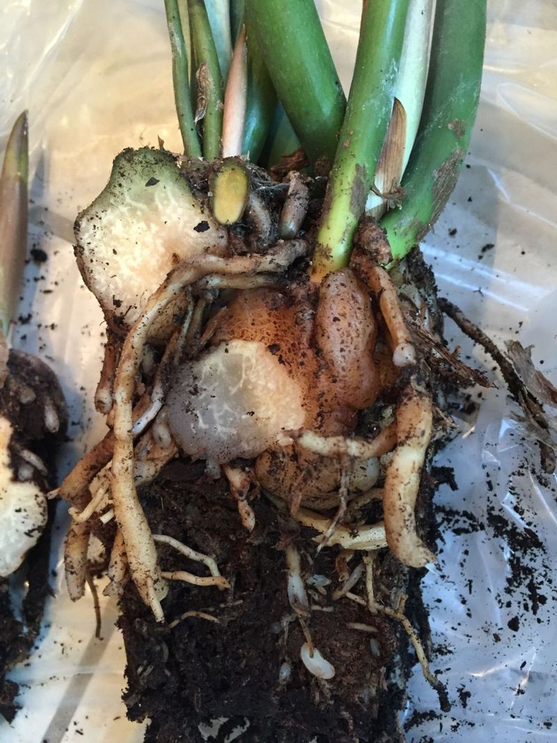 Divide and Repot the Rhizomes