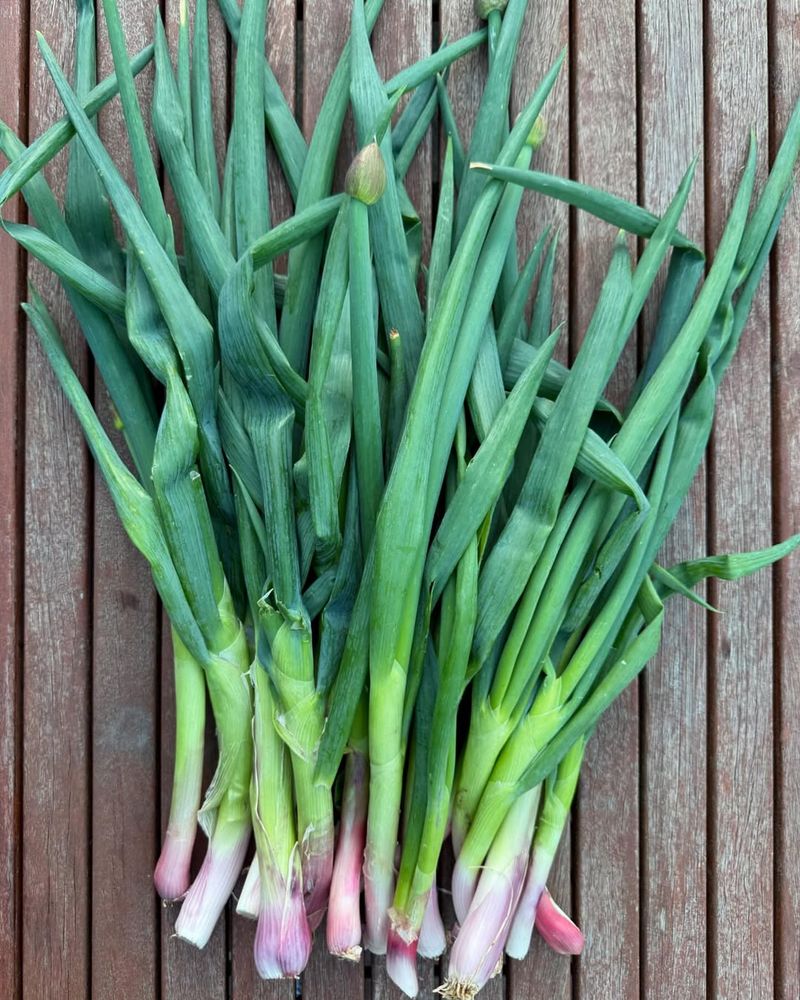 Harvest And Regrow For Continuous Supply