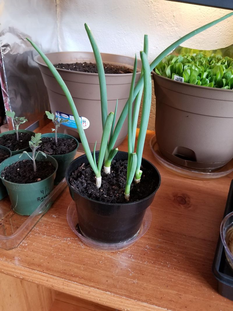 Harvest Regularly To Encourage New Growth