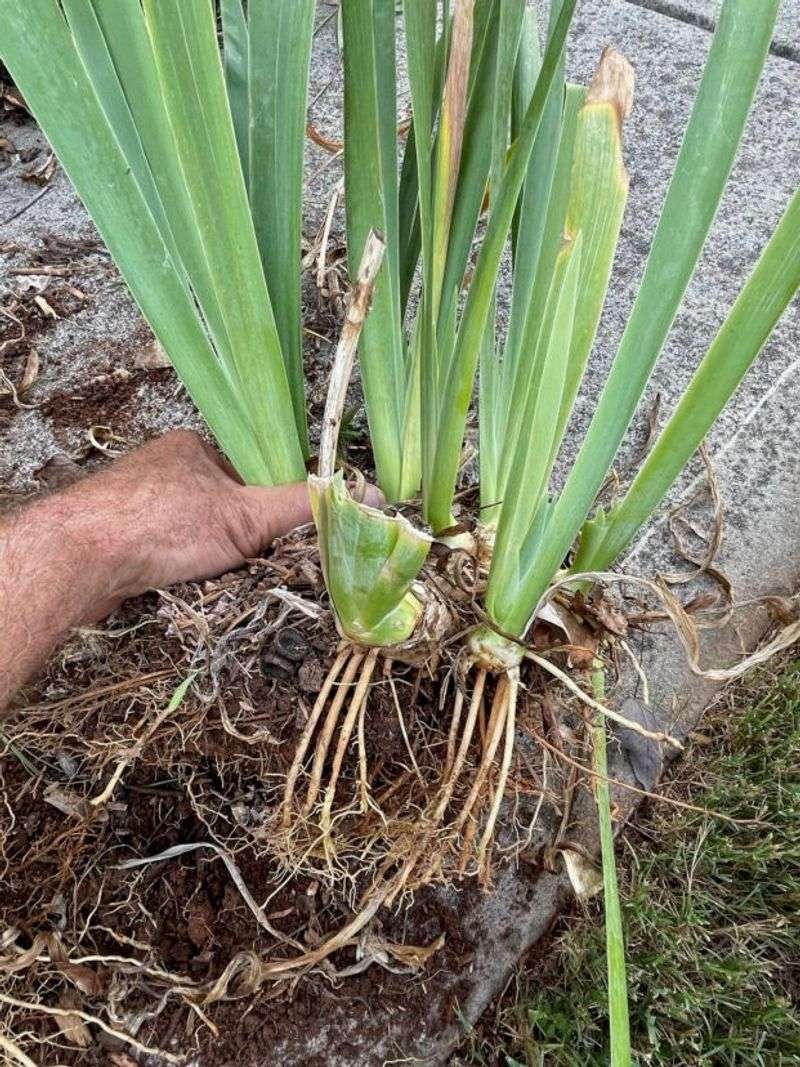 Divide Clumps Every 3–4 Years