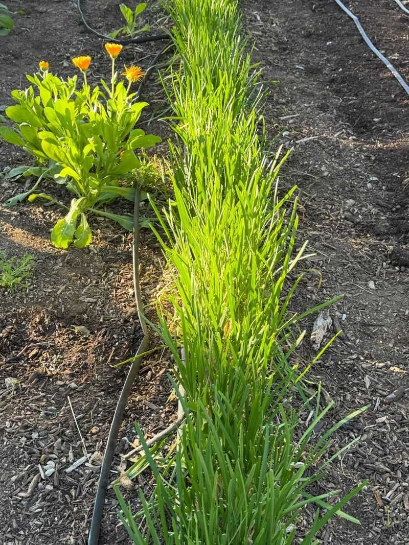 Mulch To Protect Soil And Roots