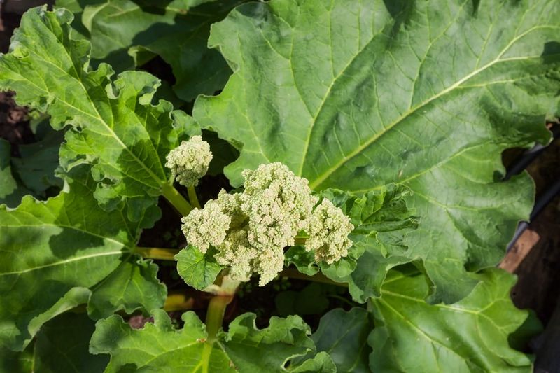 Remove Flower Stalks As Soon As They Appear