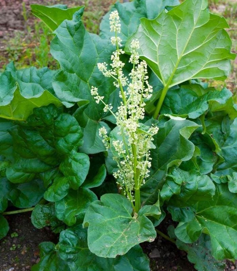 Remove Flower Stalks Promptly When They Appear