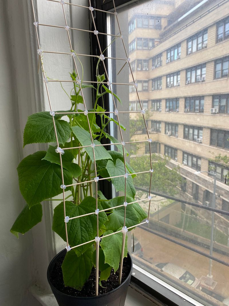 Provide Support Structures For Climbing Vines To Grow