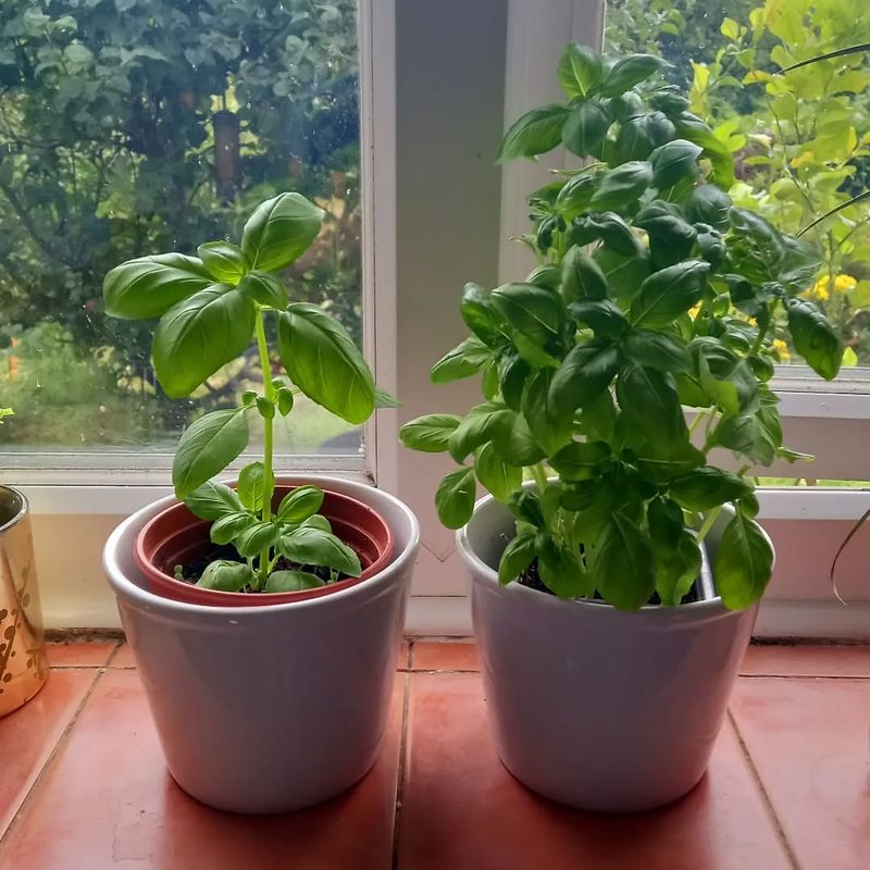 Prune and Harvest Frequently