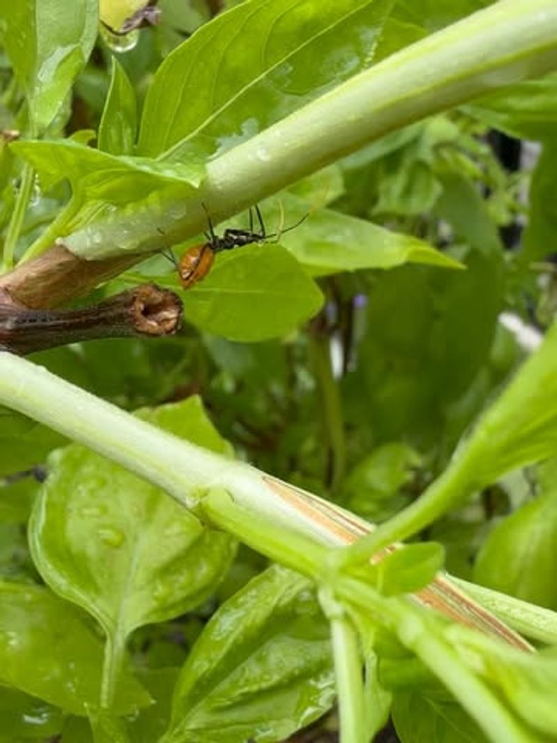 Monitor and Manage Pests and Diseases Proactively