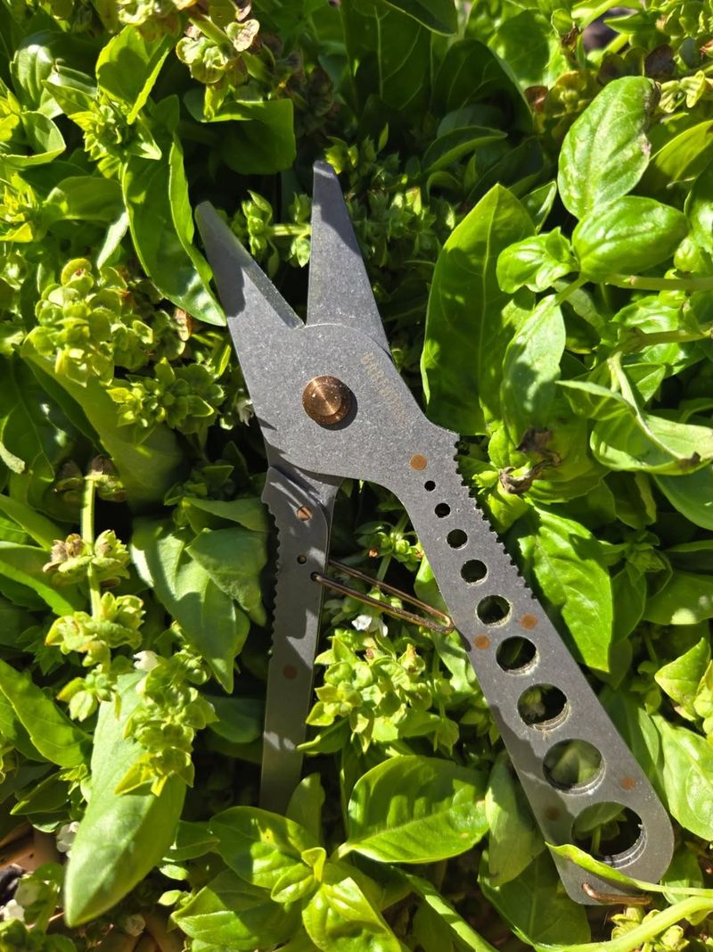 Prune and Harvest Herbs to Encourage Bushy Growth