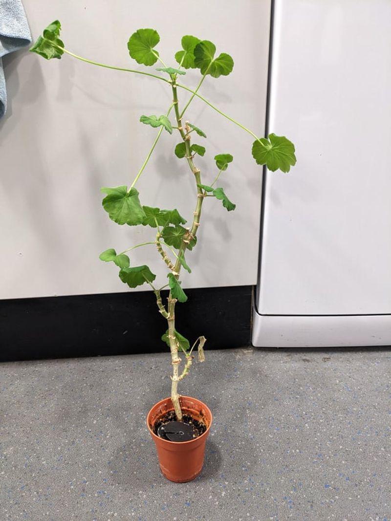 Prune Regularly to Encourage Bushy Growth