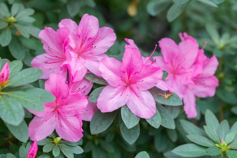 Do Not Fertilize Azaleas And Camellias