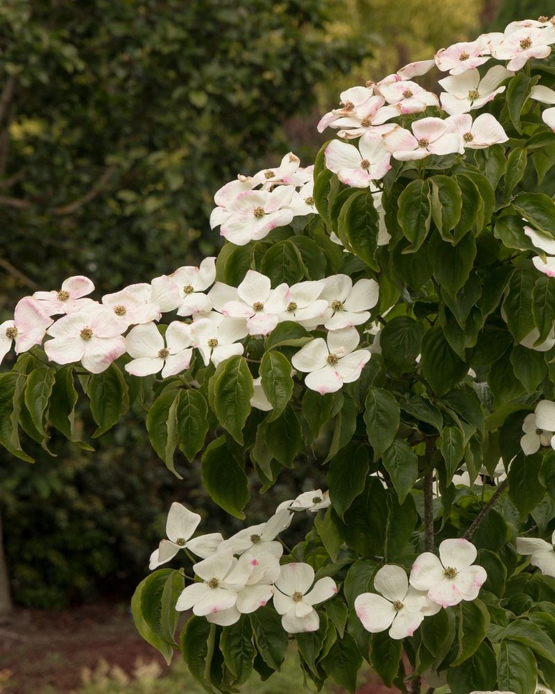 Pruning Anytime Is Fine