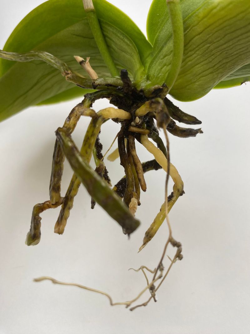 Root Health And Potting Mix Problems That Stop Blooms