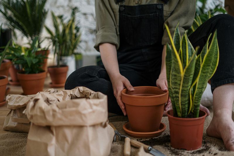 Repotting When Roots Outgrow Containers