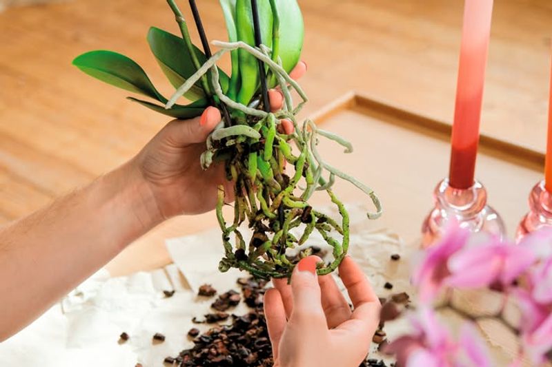 Repotting When Roots Outgrow Containers