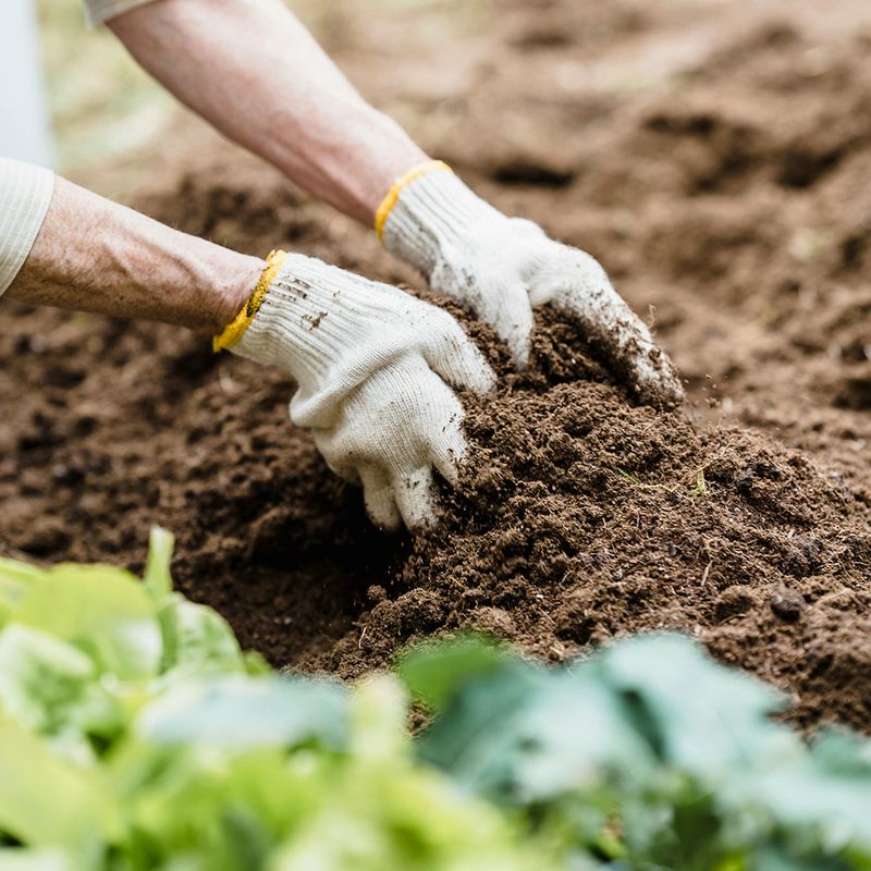 Spreading Fresh Mulch Too Early