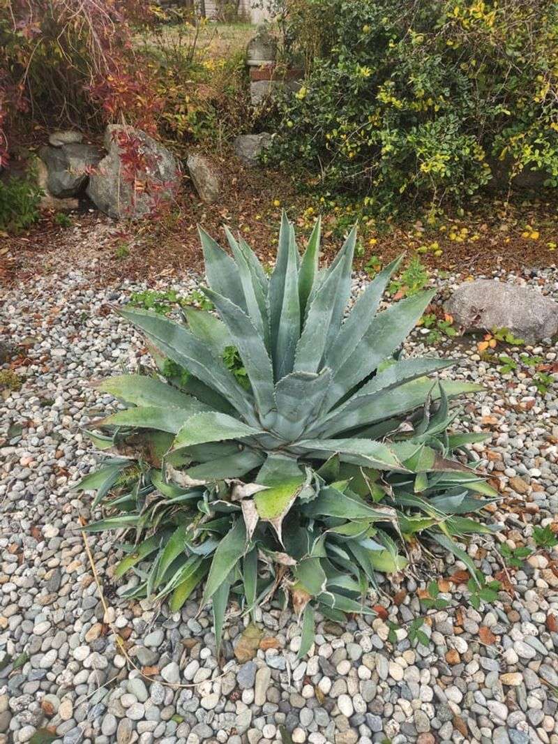 Frost Protection Matters in Some Areas