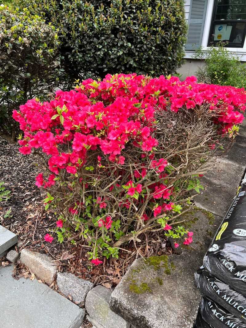 Pruning At Inappropriate Times