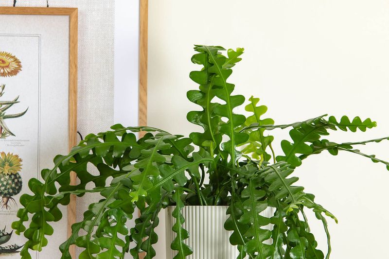 Repotting Too Frequently Or Roughly