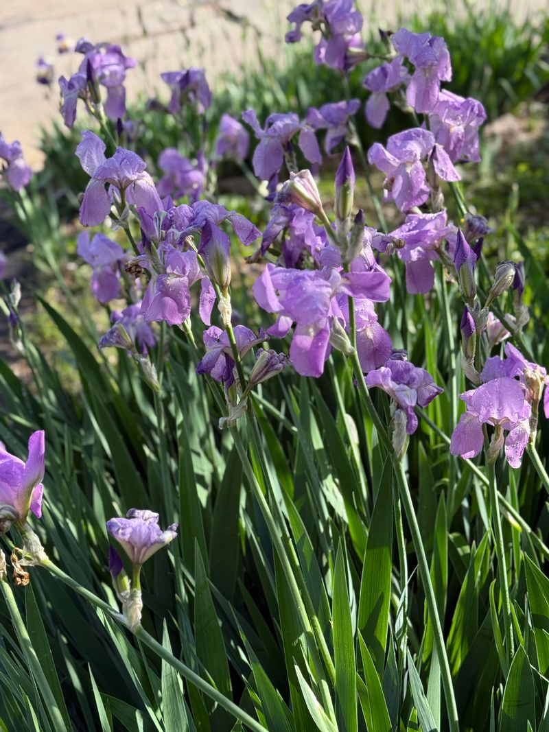 Managing Oregon's Wet Springs