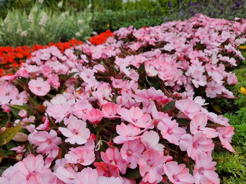 Impatiens