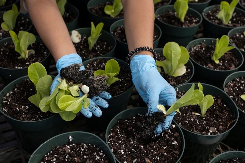 Better Timing For Spring Transplanting