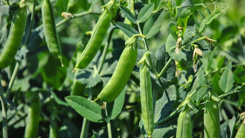 January Rains Provide Natural Irrigation For Your Peas