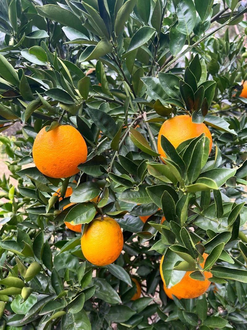 Citrus Trees