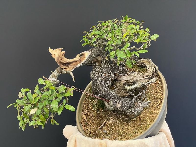 Chinese Elm