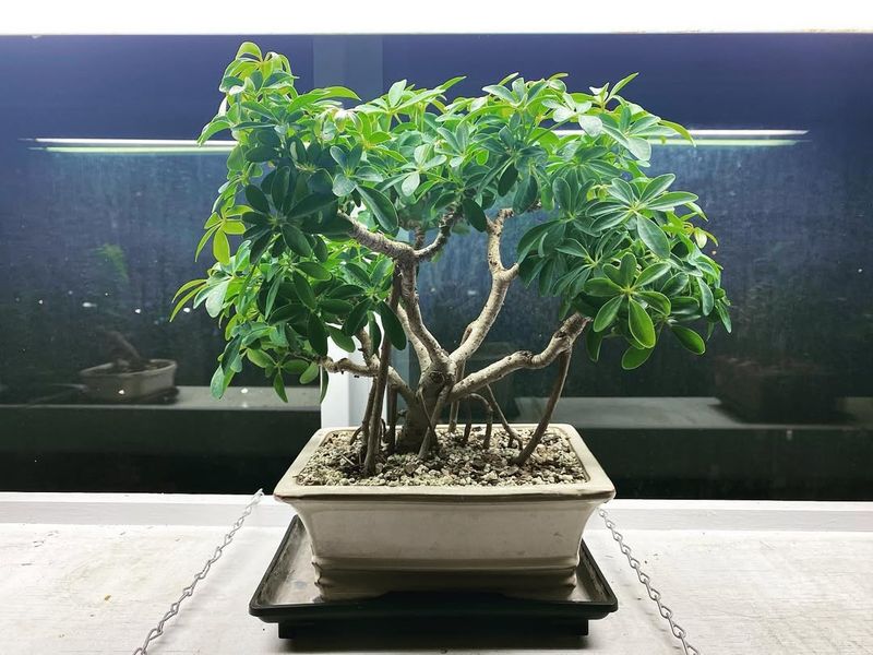 Dwarf Schefflera (Umbrella Tree)