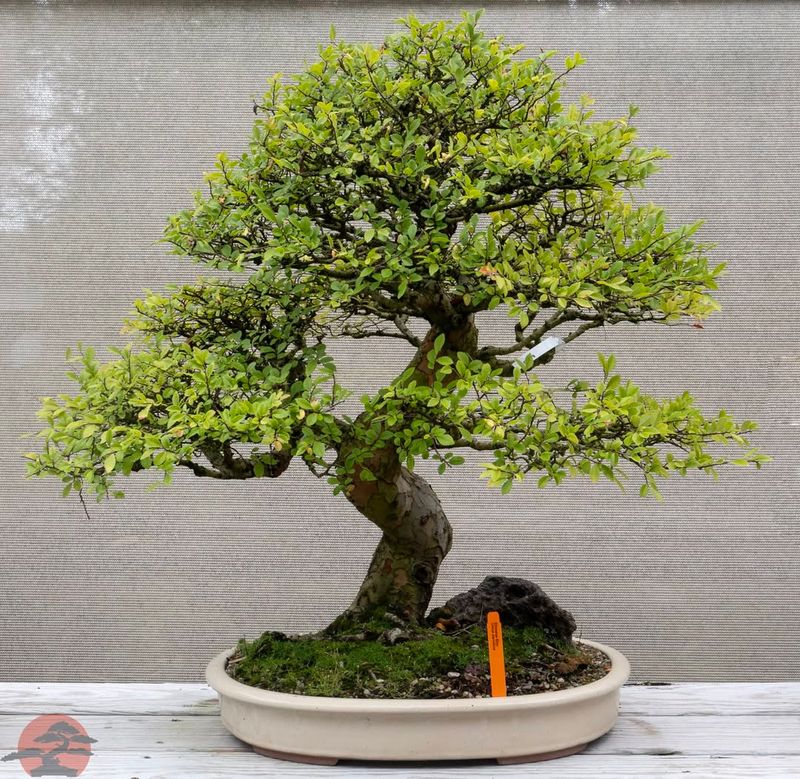 Chinese Elm