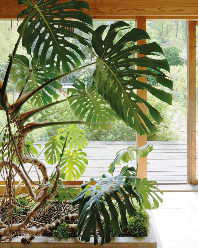Monstera Deliciosa
