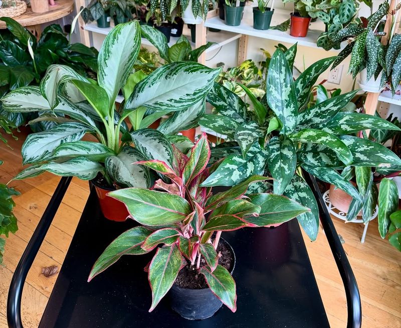 Chinese Evergreen