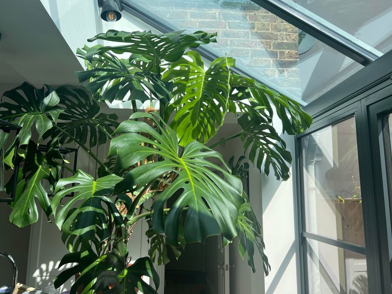 Monstera Deliciosa