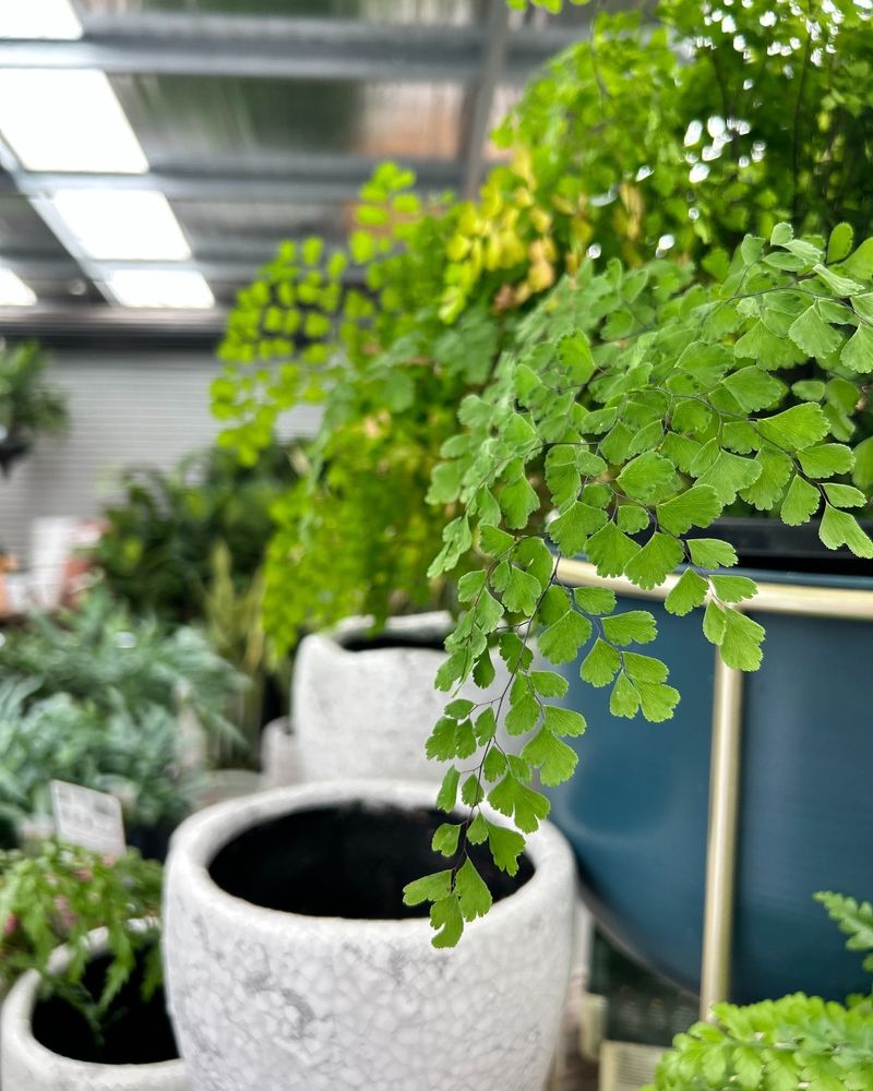Maidenhair Fern