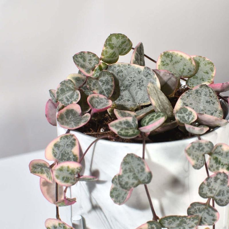 Variegated String Of Hearts