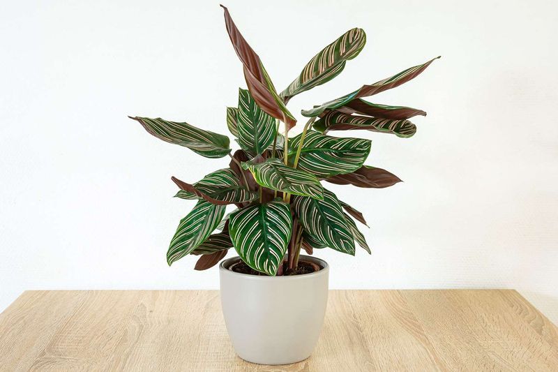 Calathea