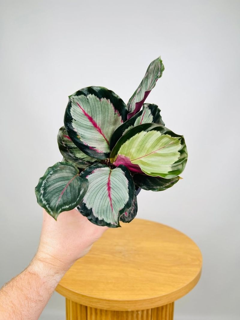 Calathea