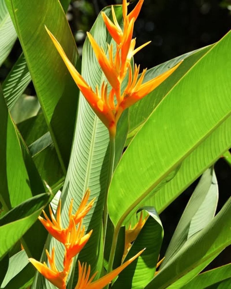 Bird Of Paradise