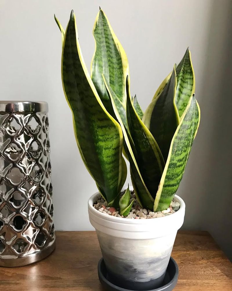 Snake Plant