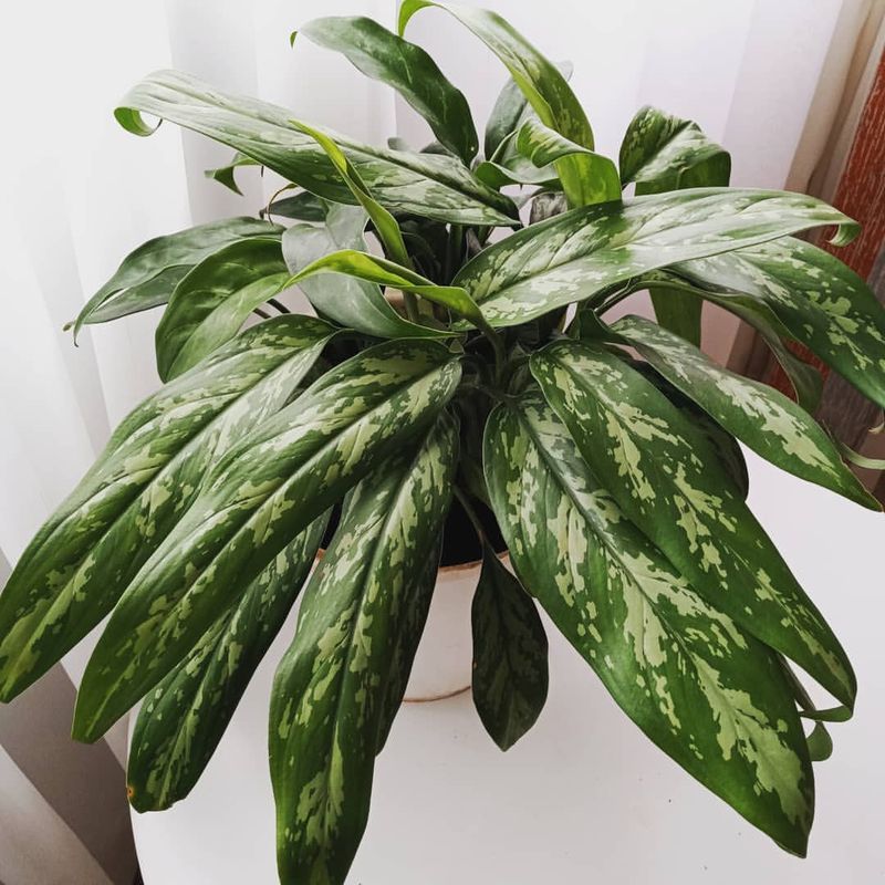 Chinese Evergreen For Calm In Low-Light Homes