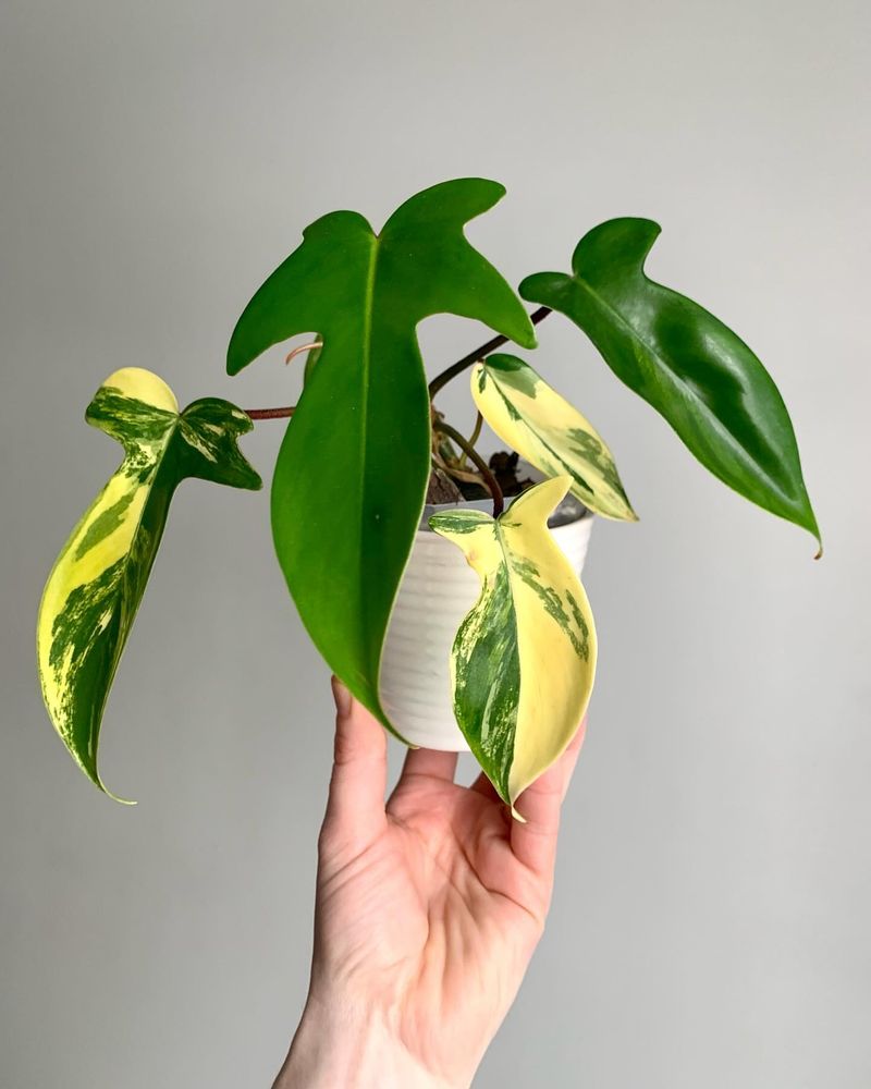Philodendron For Warm, Nurturing Energy Flow