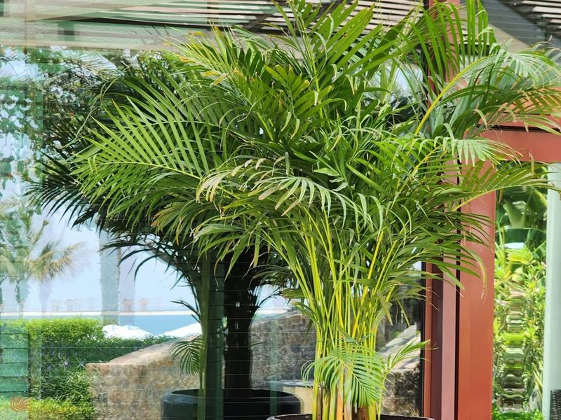 Areca Palm