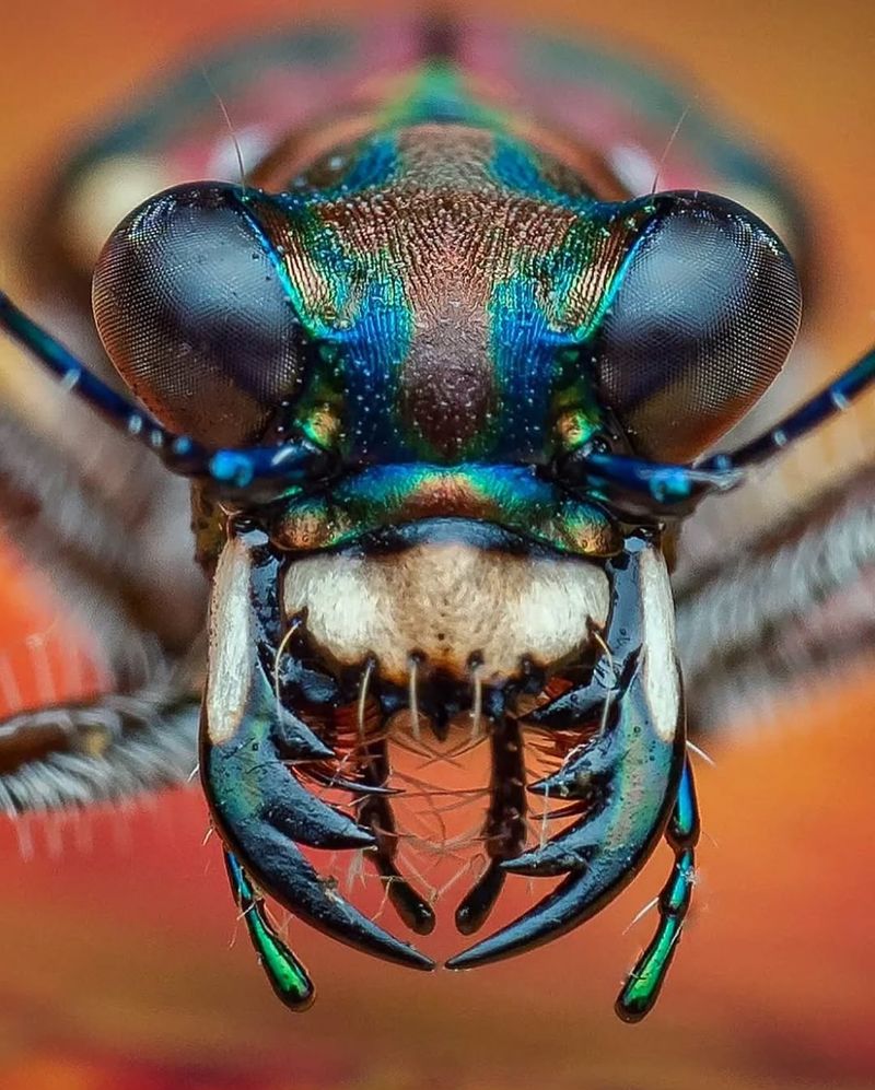 Fascinating Life Cycle Provides Educational Opportunities