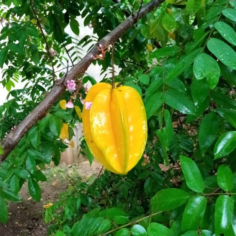 Starfruit (Carambola)