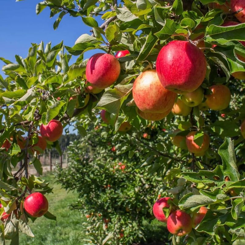 Apple Trees