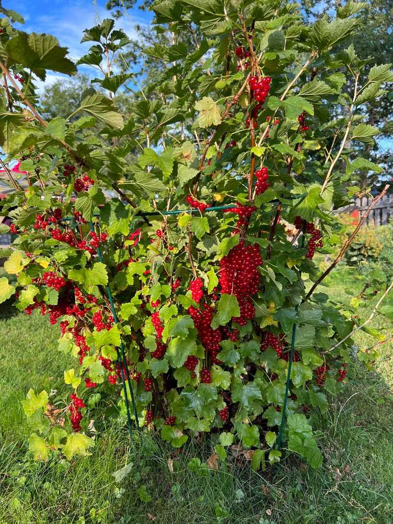 Currant Bushes