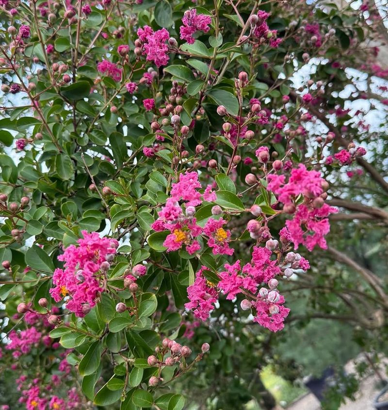 Crape Myrtle (Lagerstroemia indica)