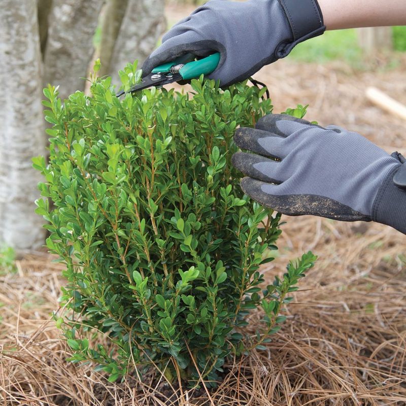 Boxwood And Evergreen Shrubs