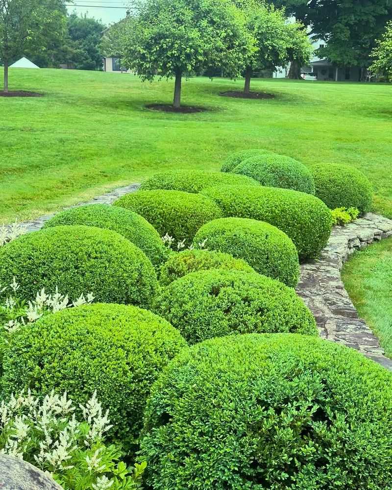 Boxwood And Evergreen Shrubs
