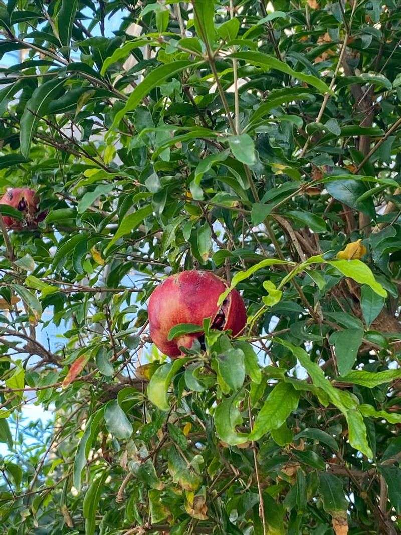Pomegranate Trees For Warm-Climate Gardens